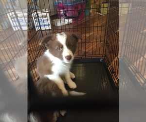 Border Collie Puppy for sale in STOCKTON, IL, USA