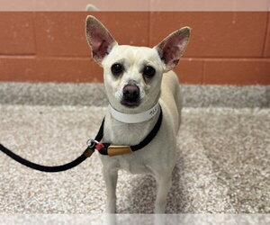 Chihuahua Dogs for adoption in Pueblo, CO, USA