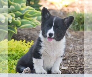 Pembroke Welsh Corgi Puppy for sale in DENVER, PA, USA