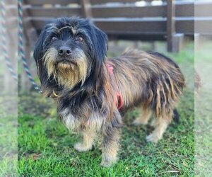 Havanese-Unknown Mix Dogs for adoption in Newport Beach, CA, USA
