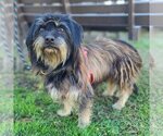 Small Photo #1 Havanese-Unknown Mix Puppy For Sale in Newport Beach, CA, USA