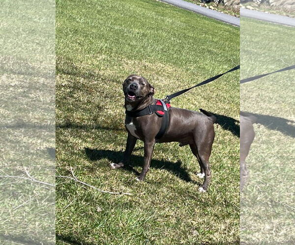 Medium Photo #3 American Pit Bull Terrier-Labrador Retriever Mix Puppy For Sale in Lewistown, PA, USA