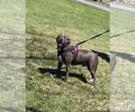 Small #2 American Pit Bull Terrier-Labrador Retriever Mix