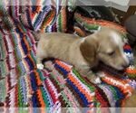 Small Photo #5 Dachshund Puppy For Sale in LAKEBAY, WA, USA