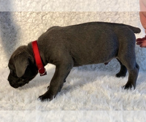 Medium Photo #27 Cane Corso Puppy For Sale in HESPERIA, CA, USA