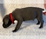 Small Photo #27 Cane Corso Puppy For Sale in HESPERIA, CA, USA