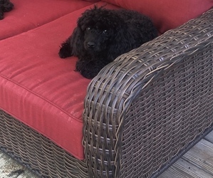 Poodle (Toy) Puppy for sale in LOGANVILLE, GA, USA
