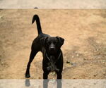 Small #5 Labrador Retriever-Mountain Cur Mix