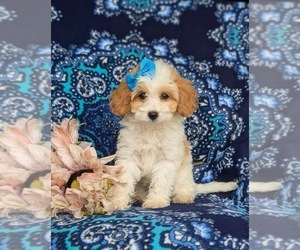 Cavapoo Puppy for sale in LINCOLN UNIVERSITY, PA, USA