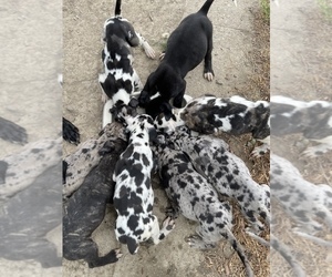 Great Dane Puppy for sale in HENRY, IN, USA