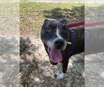Small #3 American Pit Bull Terrier Mix