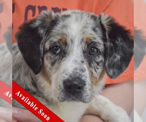 Australian Shepherd-Unknown Mix Dogs for adoption in Huntley, IL, USA