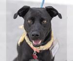 Small #12 Labrador Retriever Mix