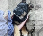 Small Photo #9 German Shepherd Dog Puppy For Sale in GREENWOOD, WI, USA