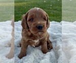 Puppy Cooper Goldendoodle (Miniature)