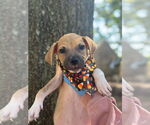 Small #1 Black Mouth Cur Mix