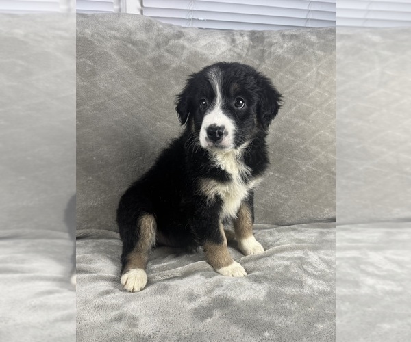 Medium Photo #3 Australian Shepherd Puppy For Sale in SALISBURY, NC, USA