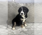 Small #2 Australian Shepherd