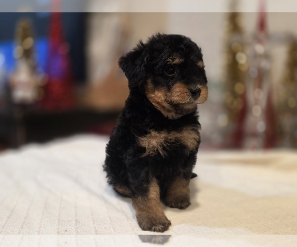 Medium Photo #2 Goldendoodle (Miniature) Puppy For Sale in DUBLIN, TX, USA