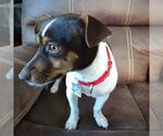 Small #1 Rat Terrier