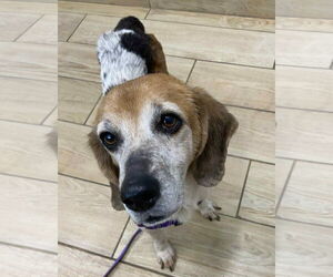 Beagle Dogs for adoption in Dunnellon, FL, USA