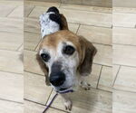 Small Beagle