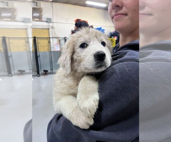 Medium Photo #1 Great Pyrenees Puppy For Sale in Calgary, Alberta, Canada
