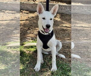 Black Mouth Cur-Labrador Retriever Mix Dogs for adoption in San Diego, CA, USA