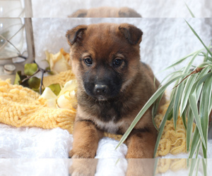 Shiba Inu Puppy for sale in LOYAL, WI, USA