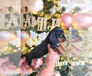 Dachshund Puppy for sale in DENVER, CO, USA