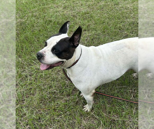 Medium Photo #2 Bulldog Puppy For Sale in Tarrytown, GA, USA