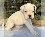 Small #1 Boxer