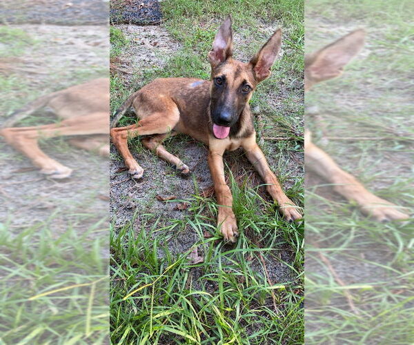 Medium Photo #1 German Shepherd Dog-Unknown Mix Puppy For Sale in Imlay City, MI, USA