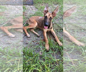 German Shepherd Dog-Unknown Mix Dogs for adoption in Imlay City, MI, USA