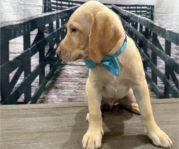 Medium Photo #14 Labrador Retriever Puppy For Sale in ALAFAYA, FL, USA