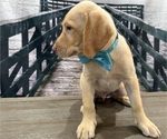 Small #3 Labrador Retriever