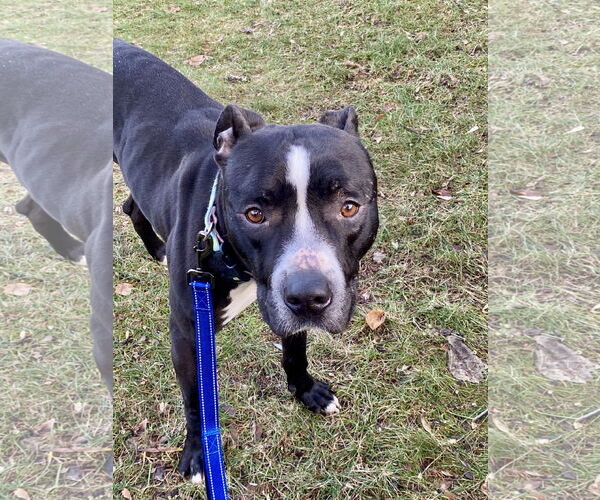 Medium Photo #5 American Pit Bull Terrier-Unknown Mix Puppy For Sale in Lockport, NY, USA