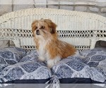 Image preview for Ad Listing. Nickname: Rolo