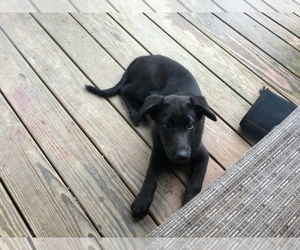 Border-Aussie Puppy for sale in NORTH WARREN, PA, USA