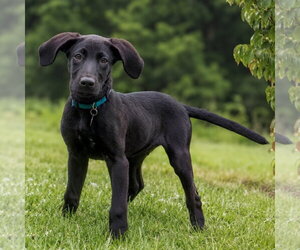 Retriever -Unknown Mix Dogs for adoption in Greenville, SC, USA