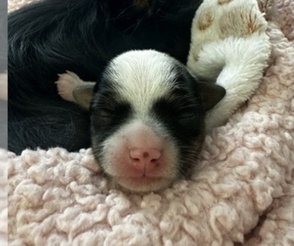 Medium Photo #14 Chorkie Puppy For Sale in SOUTH BEND, IN, USA