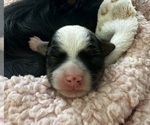 Mazie - Female Chorkie Puppy for Sale - Photo #14