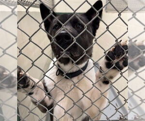 Akita-Unknown Mix Dogs for adoption in Anchorage, AK, USA