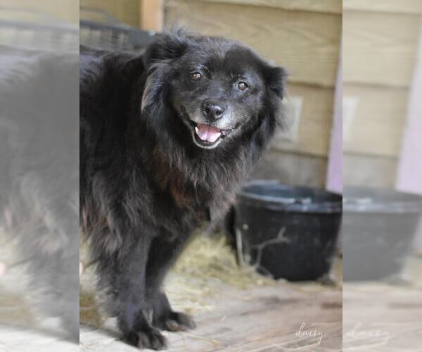 Medium Photo #3 Unknown-pomeranian spitz Mix Puppy For Sale in Brewster, NY, USA