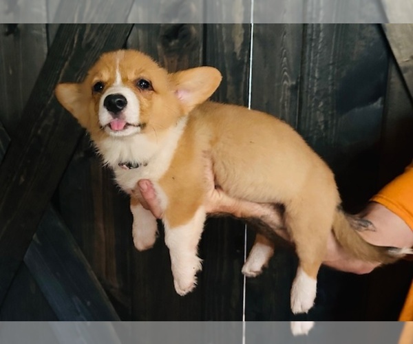 Medium Photo #4 American Corgi Puppy For Sale in INGLIS, FL, USA