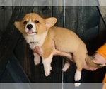 Puppy 3 American Corgi