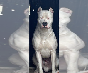Father of the Dogo Argentino puppies born on 10/12/2023