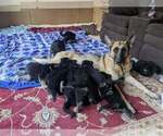 Small Photo #1 German Shepherd Dog Puppy For Sale in KANSAS CITY, MO, USA