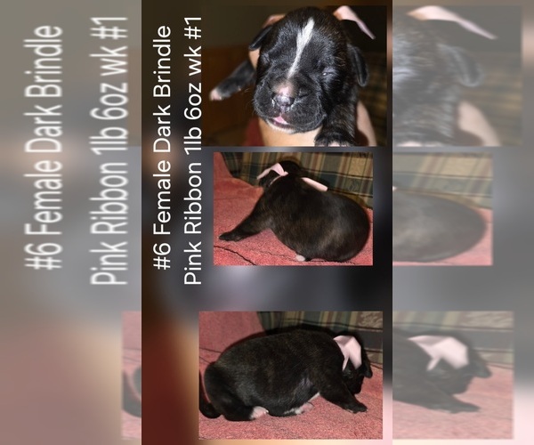 Medium Photo #1 Boxer Puppy For Sale in LINN GROVE, IN, USA
