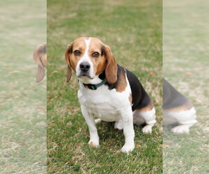Beagle Dogs for adoption in McKinney, TX, USA